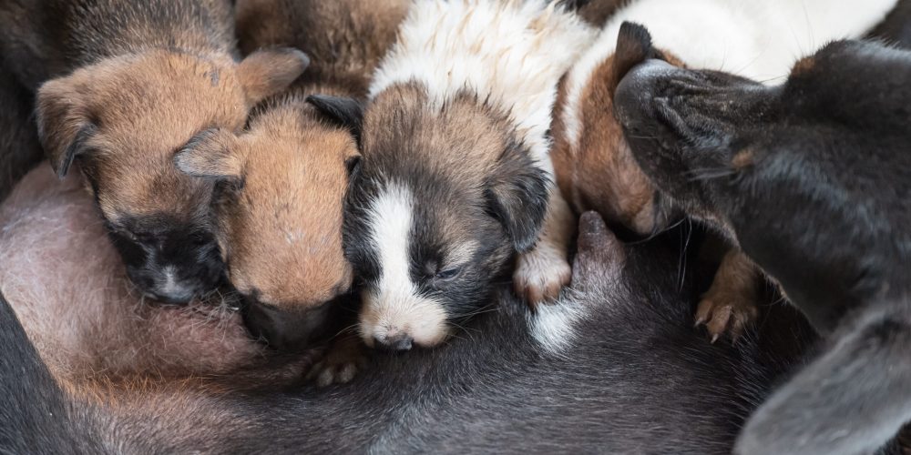 Domestic puppies sucking milk from mother dog