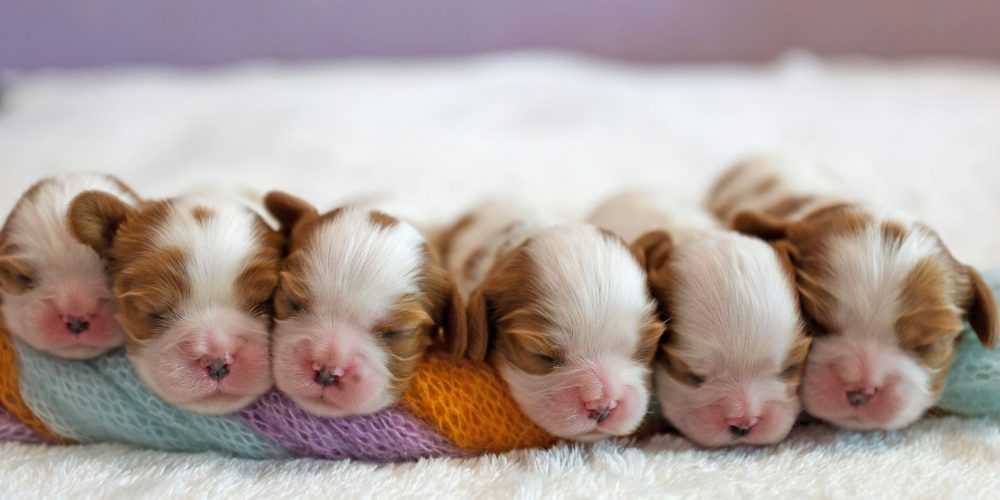 When do puppies open their eyes?