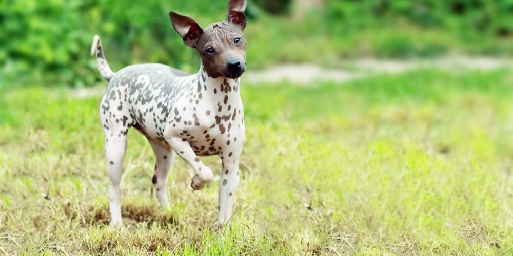 what is chicken meal