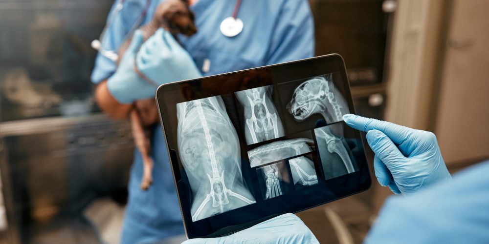 Veterinarians standing at boxes in veterinary clinic holding sphynx cat in their arms and studying x-ray images on tablet. Treatment and examination of the pet.