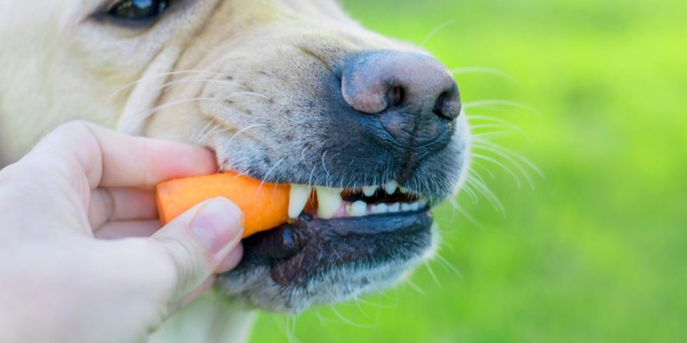 are carrots healthy for dogs