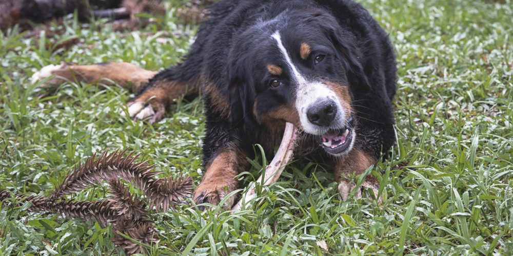 dog
