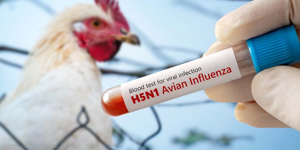 bird flu in pets