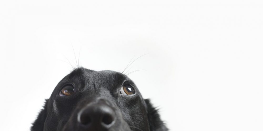 black dog looking up