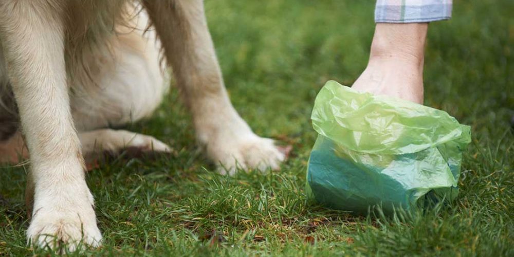 how many times a day should a dog poop