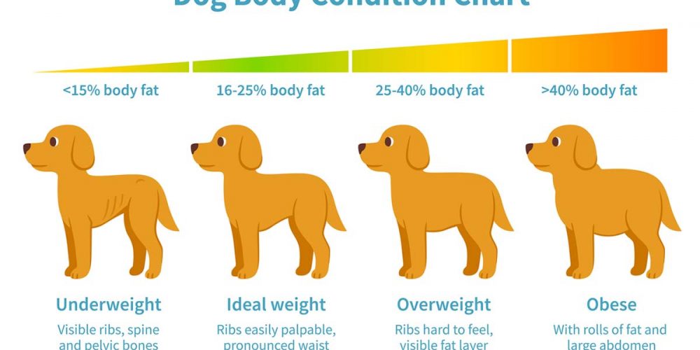 how to tell if your dog is overweight