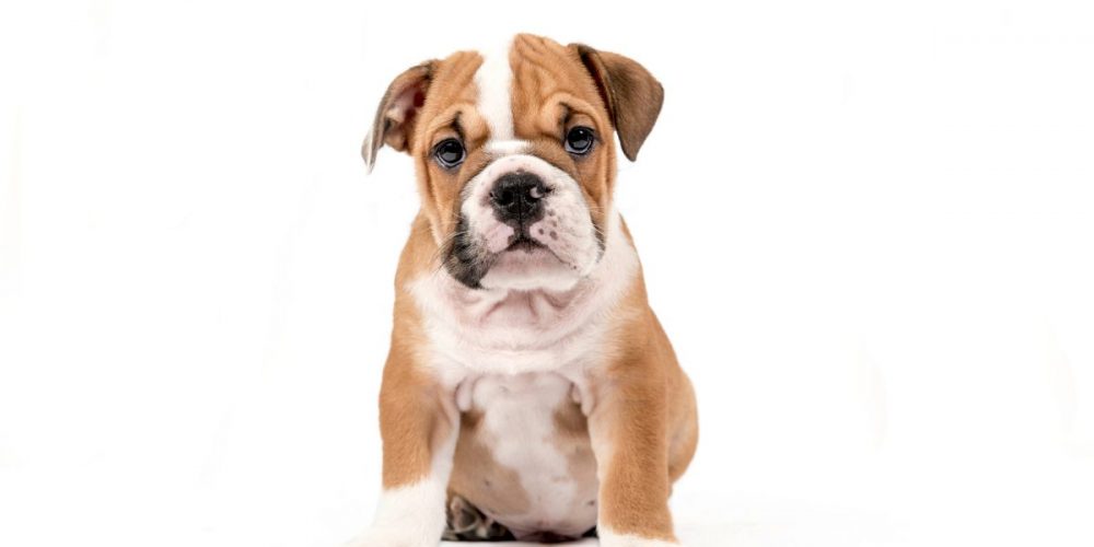 bulldog puppy