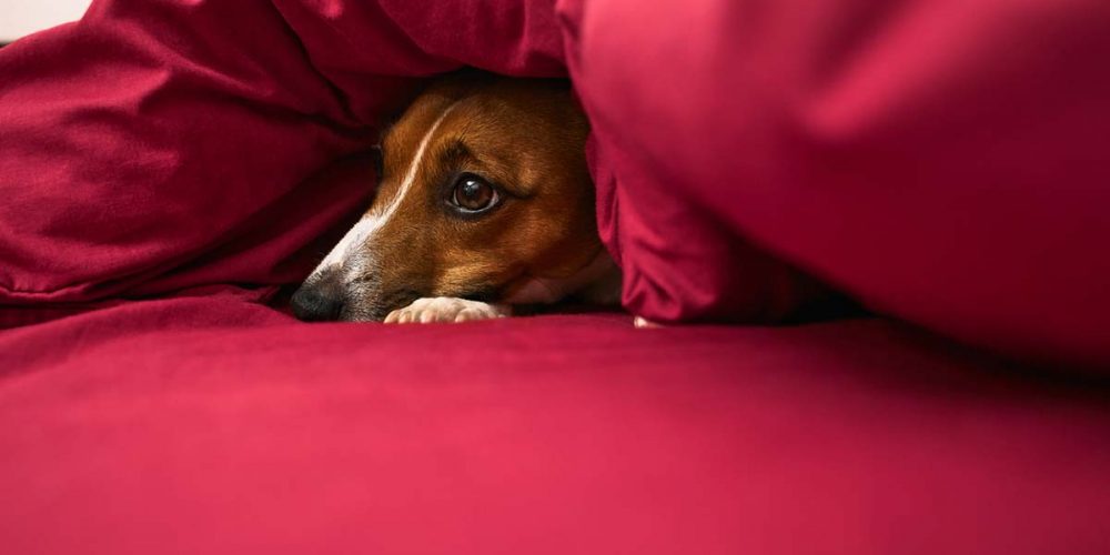 calm dog during fireworks. dog hiding under covers