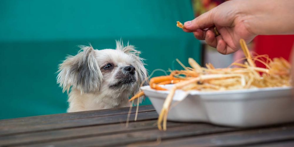 can dogs eat shrimp