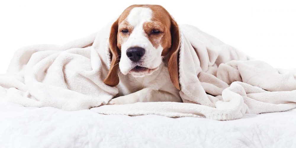 can dogs get the flu. how to tell if a dog has a fever