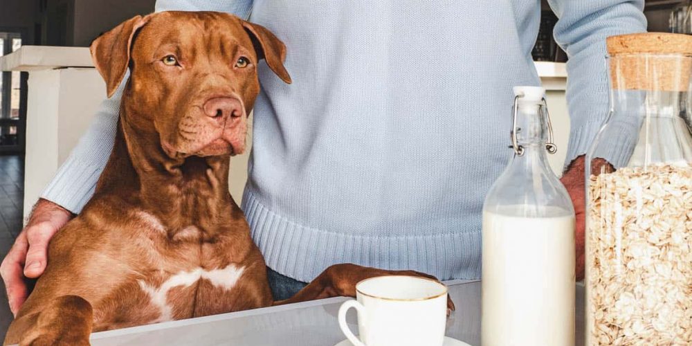 can dogs have oatmeal