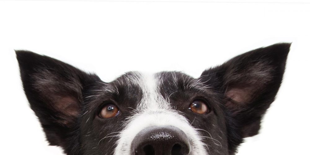 how do dogs think? big dog ears image