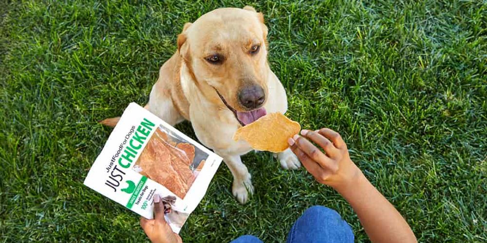 colgen retriever getting a chicken treat