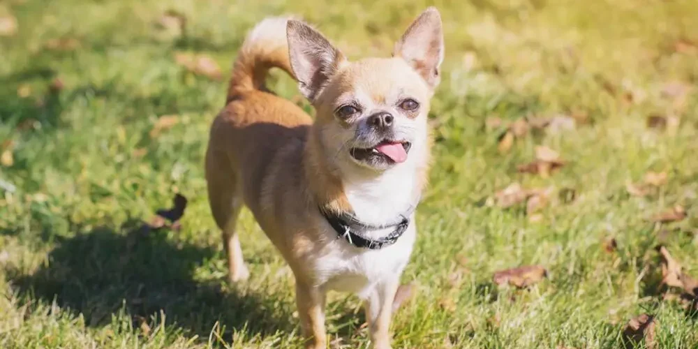 chihuahua on grass