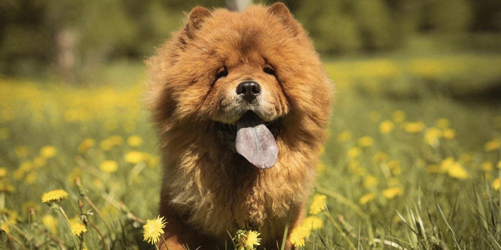 chow chow
