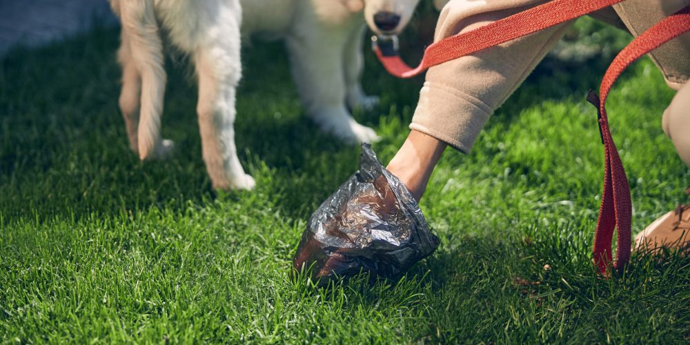 Cropped photo of a Caucasian dog owner cleaning after her pet on a green lawn