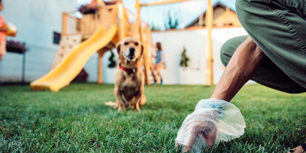dog watching human pick up his poop