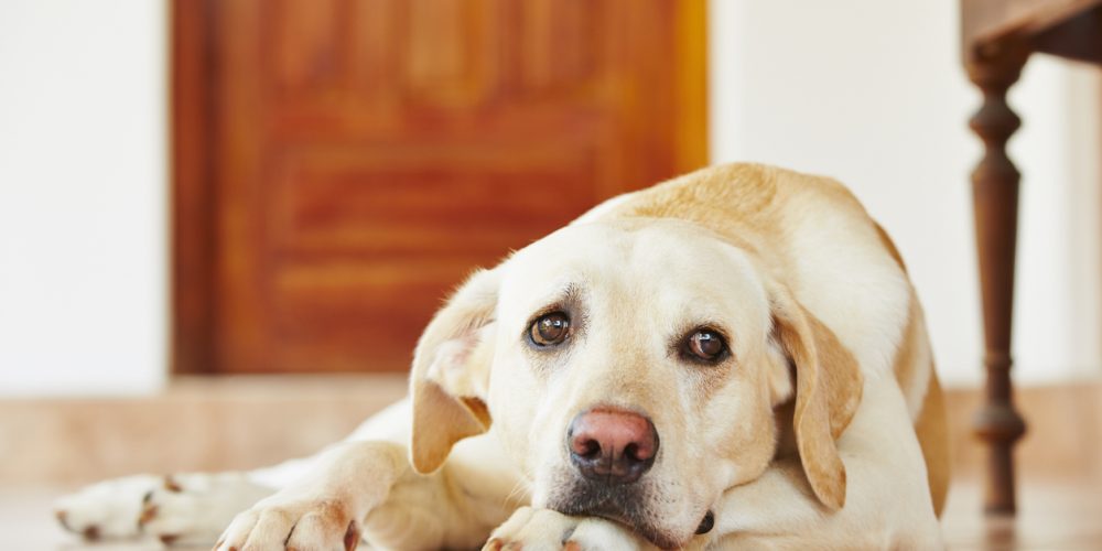 clinical signs of stress in dogs