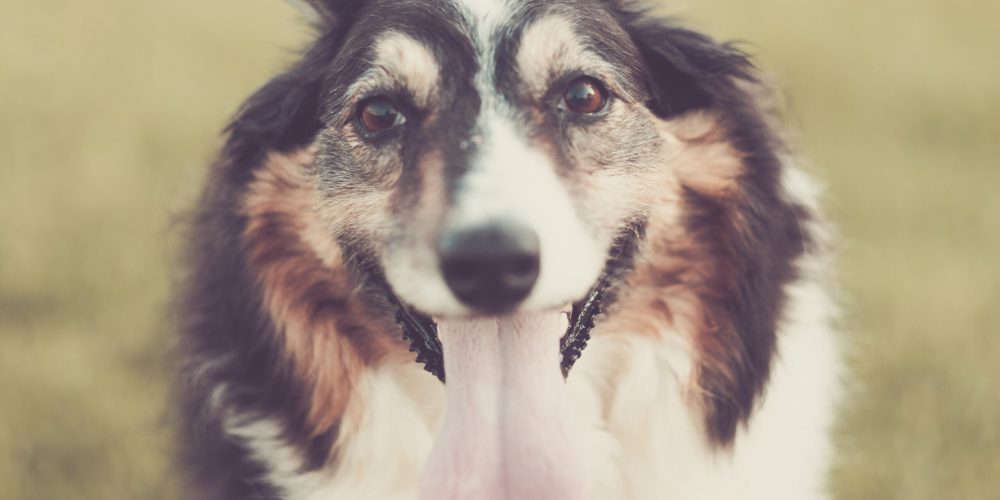 Dog panting
