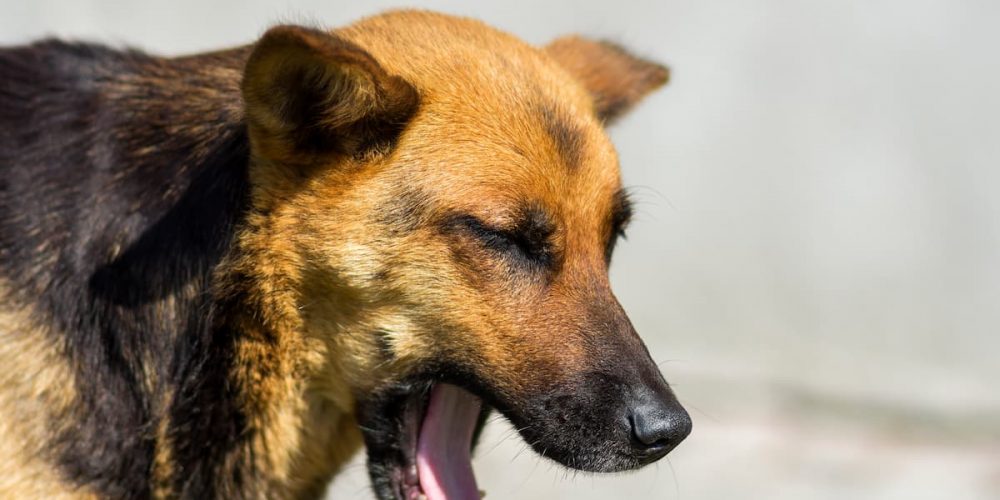 dog coughing
