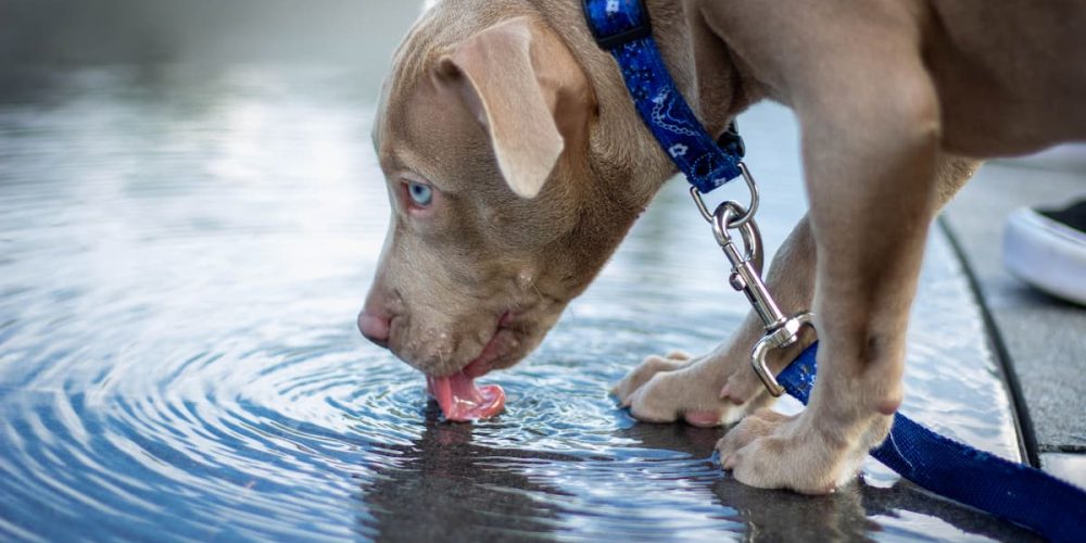 puppy drinking water