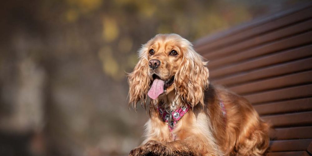 how to comfort a dog with pancreatitis