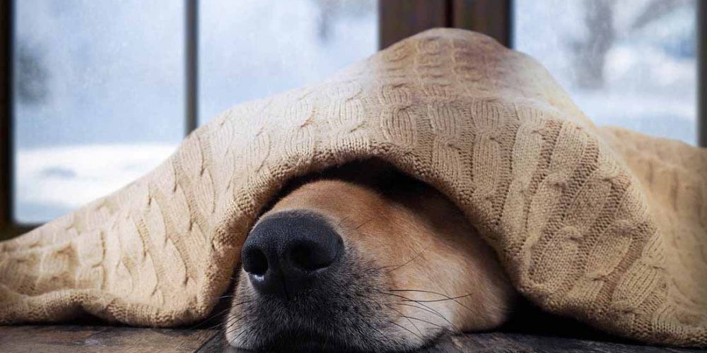 dogs dont do well in cold