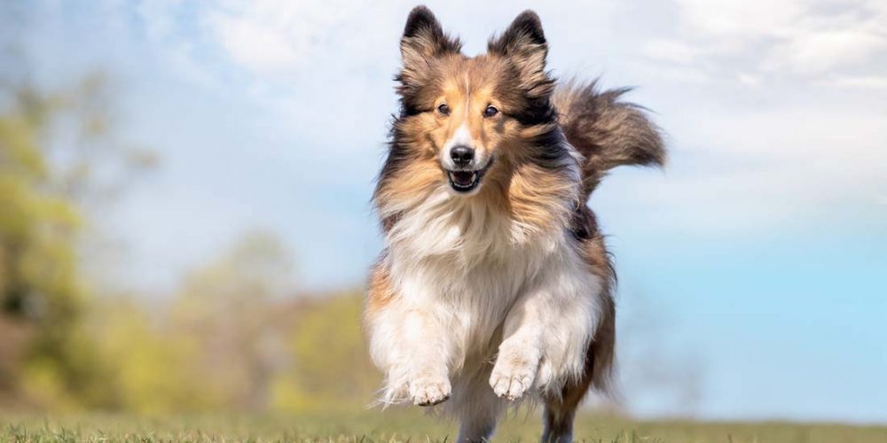 long hair dog breed collie. how to teach a dog recall