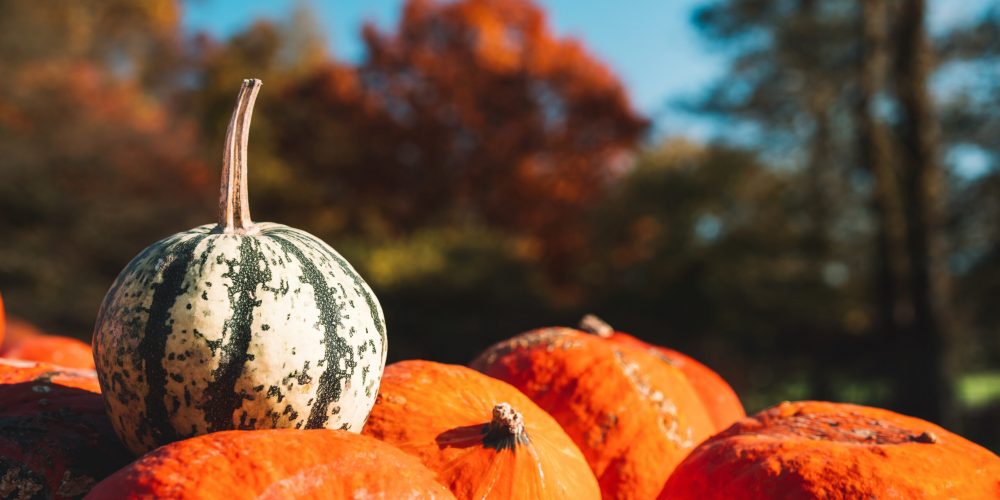 Autumn harvest colorful pumpkins and squashes in different varieties at farm market or seasonal festival. Background of decorative fall and winter squashes