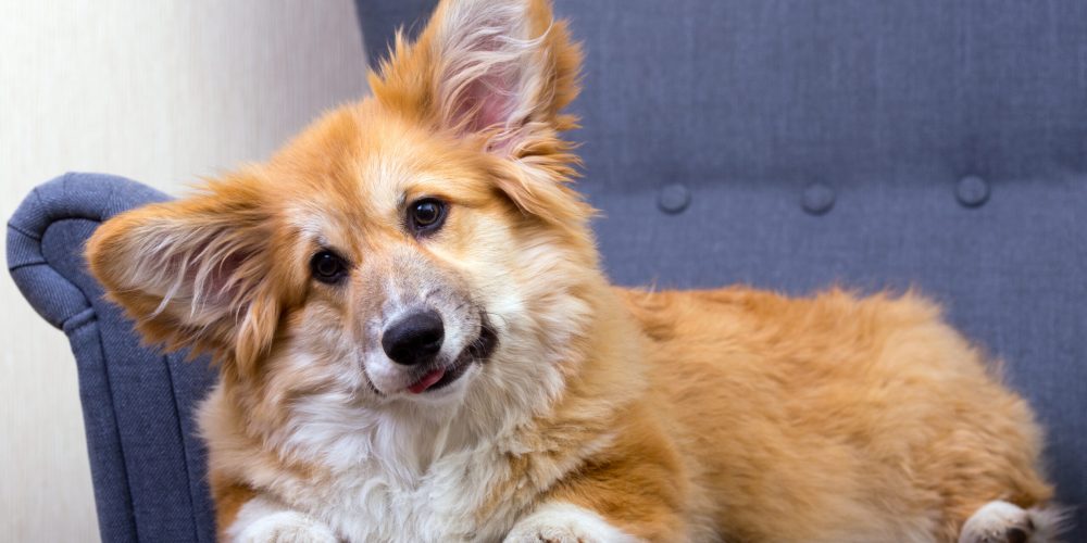 young pretty corgi dog lying on a grey chair