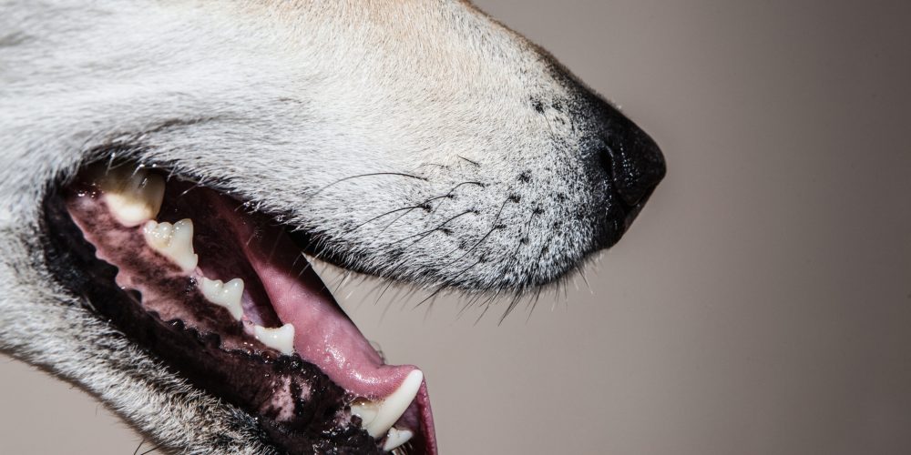 Cropped close up of cross bred alsatian dog