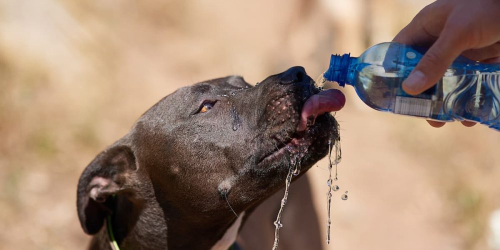 dog drinking water