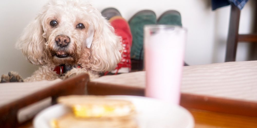 White fluffy maltese peeking over a breakfast tray with sandwich and drink, eager pup waiting for morning meal and a bite