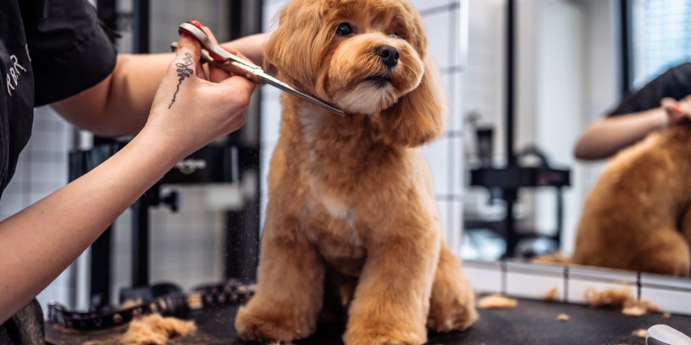 Haircut of a Maltipoo dog from a grooming salon. High quality photo
