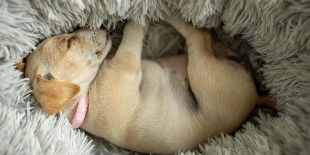 dog curled up in a bed