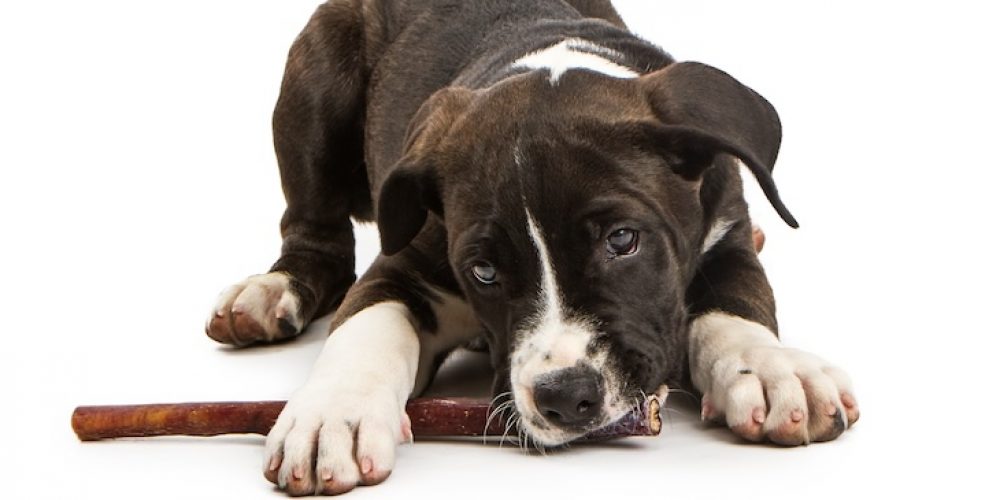 Are bully sticks good for dogs?