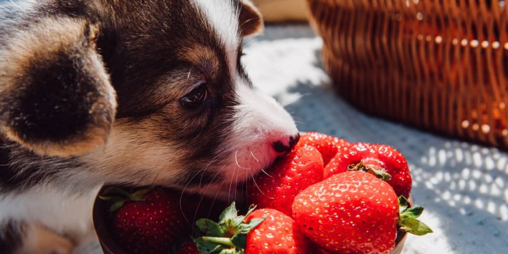 puppy sniffing a strawberry
