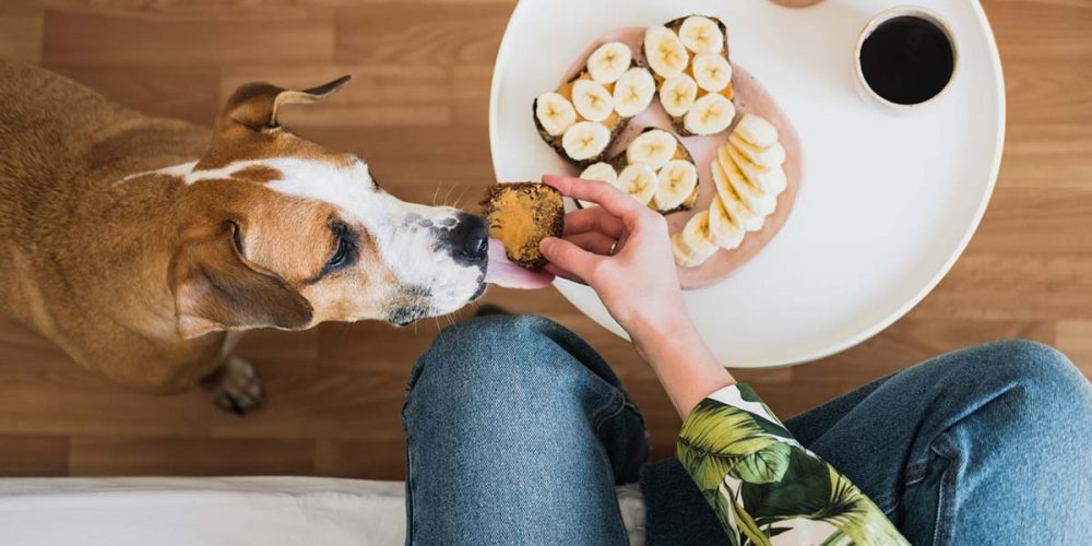 can dogs have almond butter