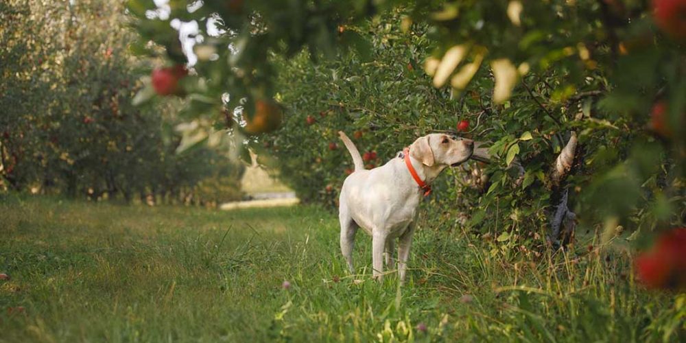 dog apple picking