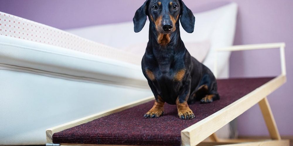 help dog arthritis at home