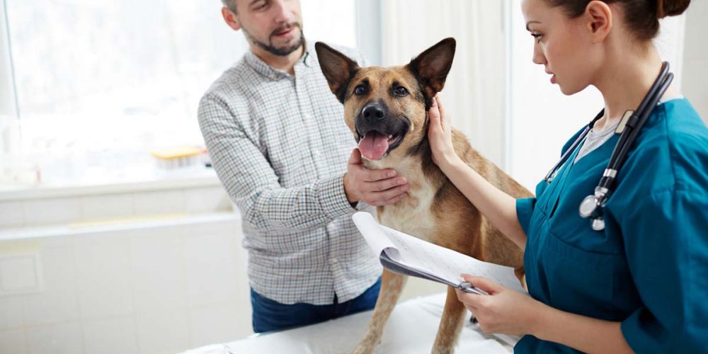 dog at vet. preventative care for dogs