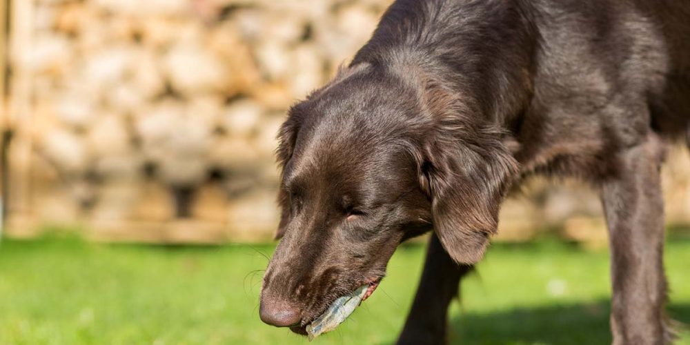 dog throwing up white foam