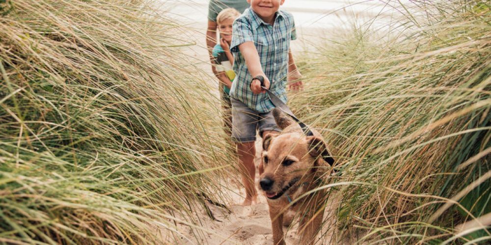 how to exercise your dog. dog and children on beach.