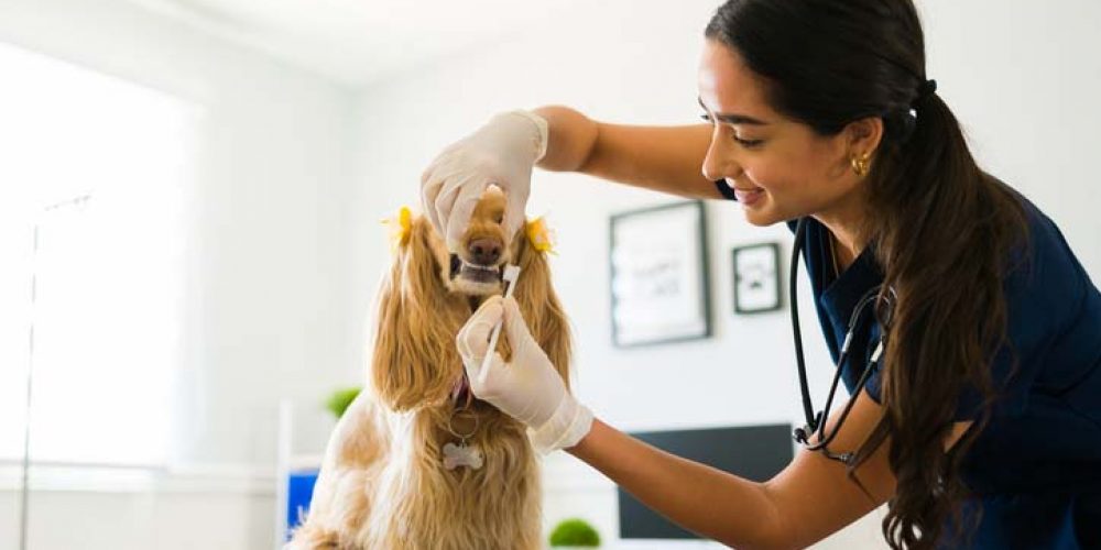dog getting teeth brushed