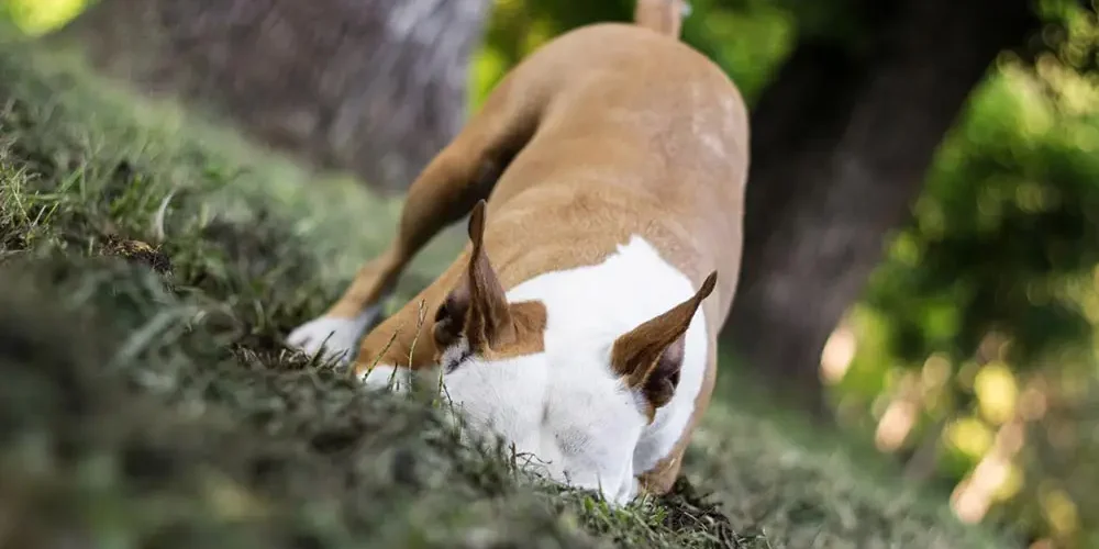 dog burying food in ground