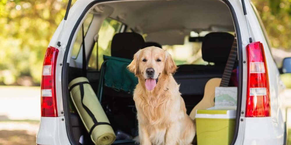 traveling with dogs in car long distance