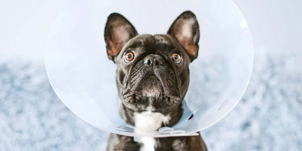 french bulldog wearing an e collar