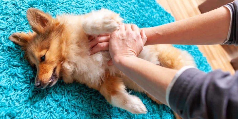 example of how to position a dog for cpr