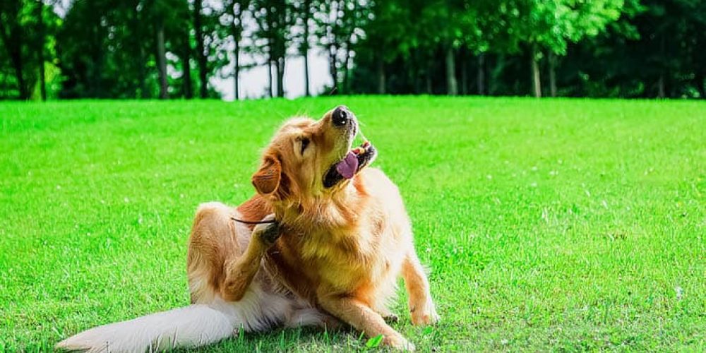The labrador dog sits in the meadow, scratches his torso with his feet.dog dermatology issues