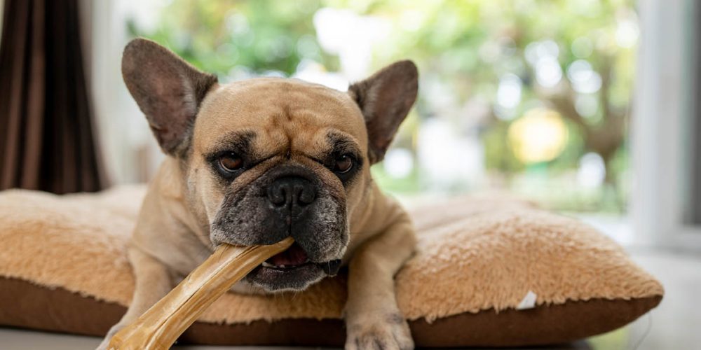 do dog dental chews work